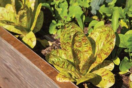 Beyond Iceberg: Heirloom Lettuce Varieties Offer Color and Flavor Image